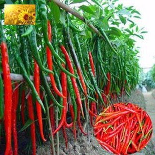 Hạt Giống Ớt Dài Ớt Đậu Đũa ( 30 Hạt)