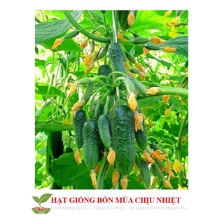 Gói 10 hạt giống dưa chuột chùm siêu trái