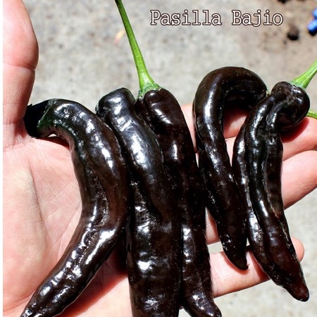 HẠT GIỐNG ỚT ĐEN BAJIO