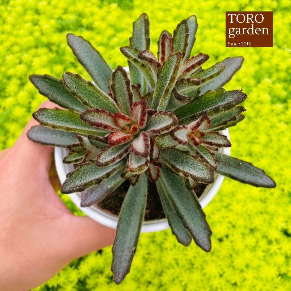 Sen đá nhung lông đen Đà Lạt size trung bình cây cảnh trang trí nhà cửa Toro garden
