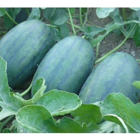 HẠT GIỐNG DƯA HẤUHẮC MỸ NHÂN F1 QUẢ SIÊU TO