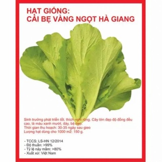 Cải bẹ vàng ngọt Hà Giang