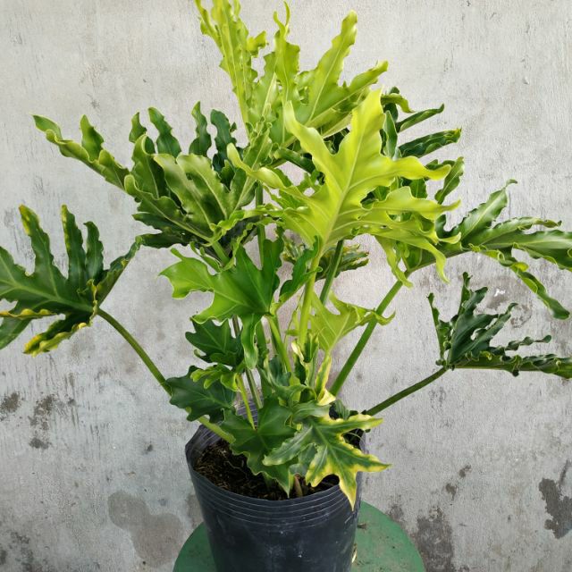 Trầu bà thanh xuân