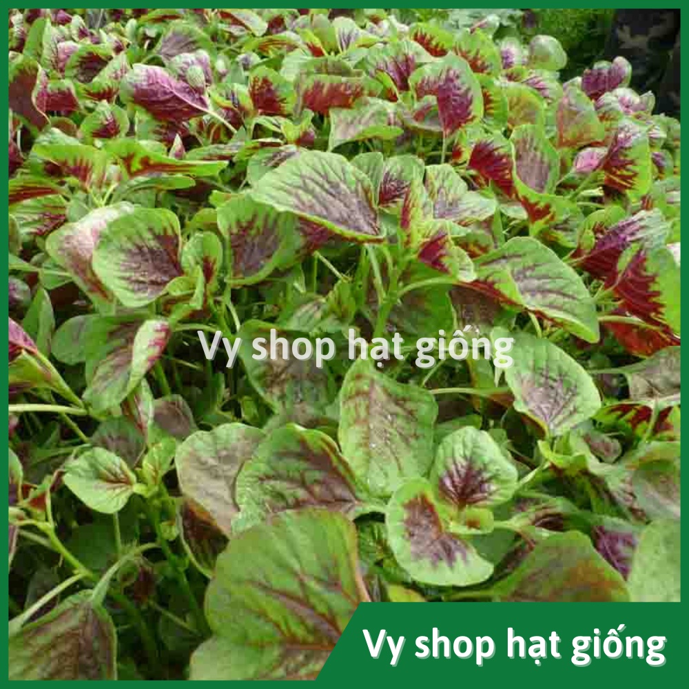 Hạt giống rau dền tía  lá to Thái Lan gói 13.300 hạt
