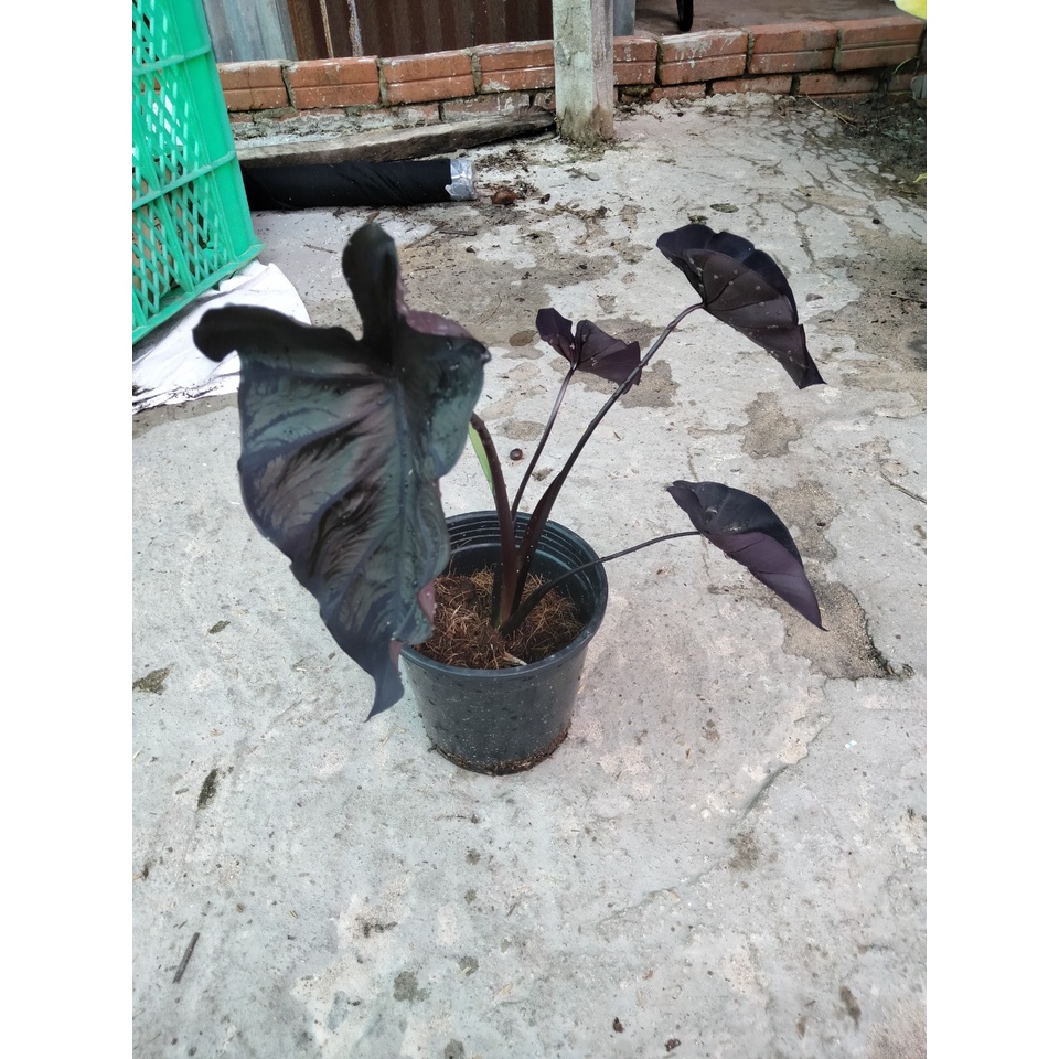 Môn Đen Colocasia Black Coral