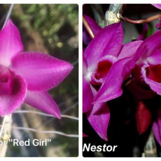 TRẦM HỒNG NƯƠNG LAI TRẦM SIÊU TÍM