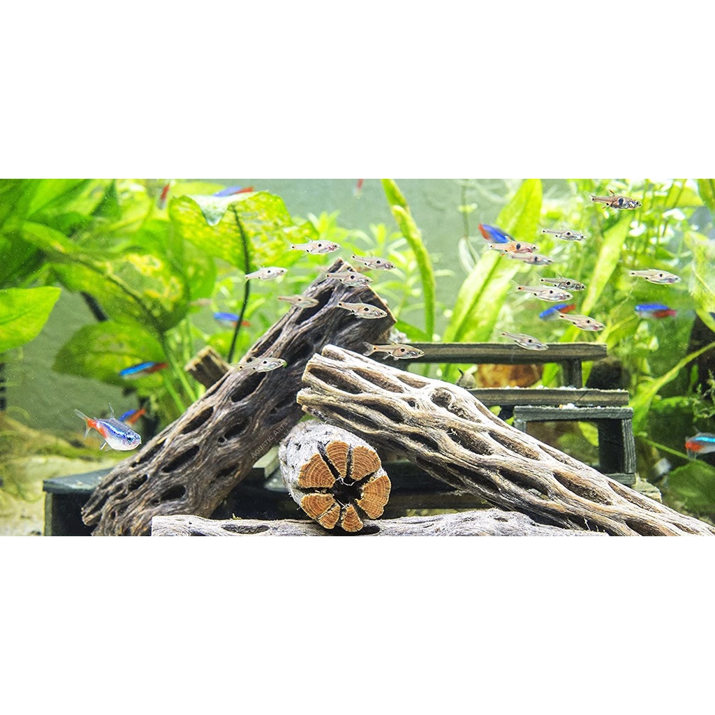 Lũa xương rồng Cholla Cactus size 15 cm trang trí bể tép cá chuồng hamster thú cưng