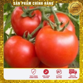 Hạt Giống Cà Chua Qủa to Ấn Độ trồng quanh năm gói 30 hạt