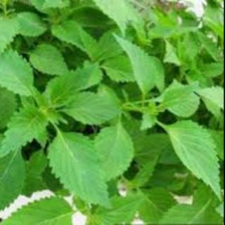 Chậu cây rau kinh giới.