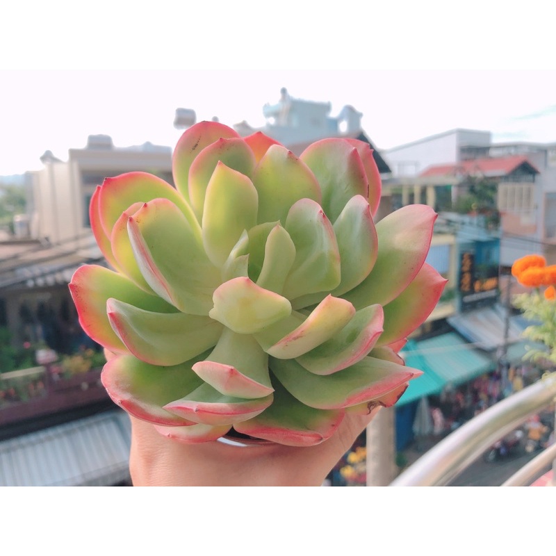 sen đá bèo viền Hồng
