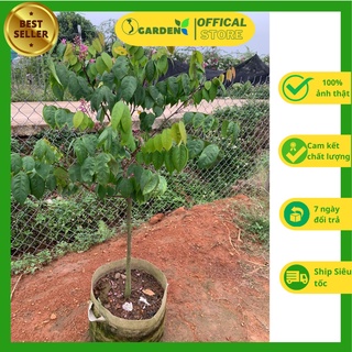 Khế ngọt Đoài Loan sai quả, quả to ngọt trồng ăn quả làm cảnh, bonsai