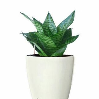 Cây lưỡi mèo Thái lùn, cây con đẹp
