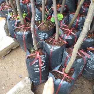 MÍT THÁI SIÊU SỚM