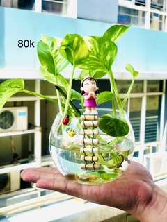 Tiểu cảnh trầu bà thuỷ sinh