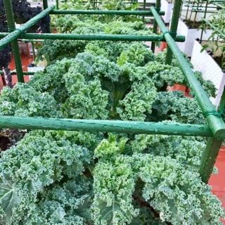 Hạt giống cải kale xanh ,