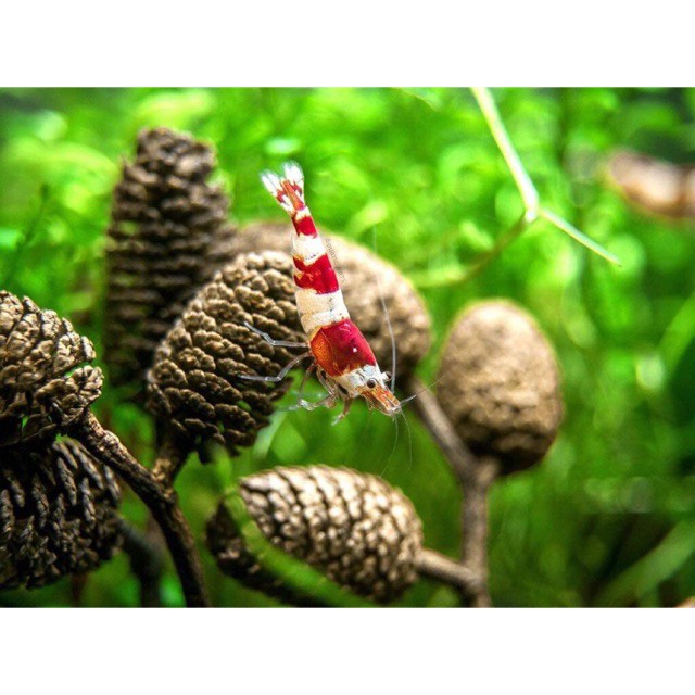 Trái Alder Cones  Giúp Giảm Stress và Kháng Viêm Cho Cá Tép