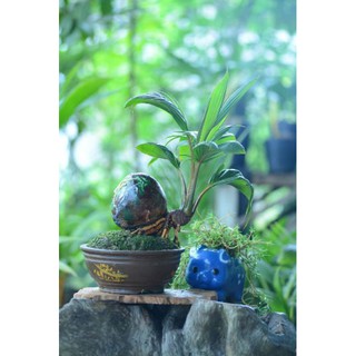 Cây Dừa bonsai  - Cây Giống Nhập Khẩu