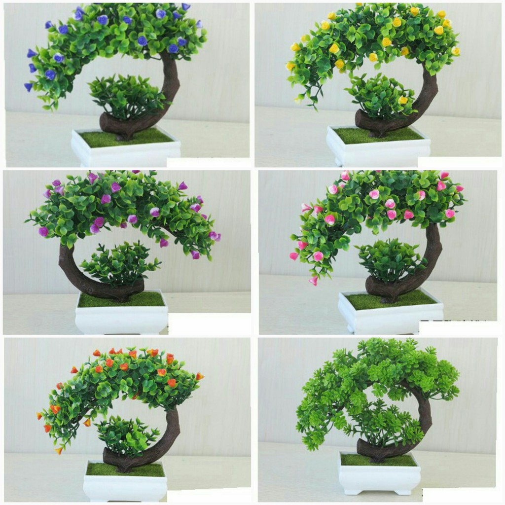 Combo 6 chậu bonsai để bàn
