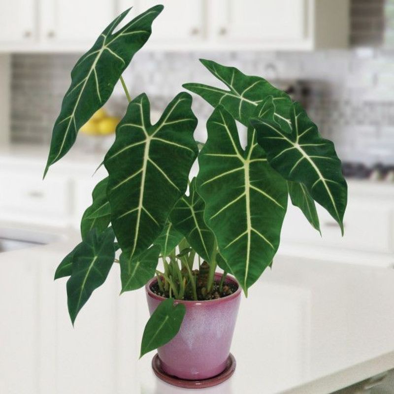 (Giá cực tốt) Alocasia Frydek- Môn nhung cây con giá tốt, số lượng có hạn