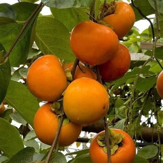 Cây hồng giòn không hạt nhật bản
