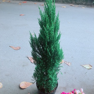 Cây Tùng Cao 80cm (Sơn Tùng)