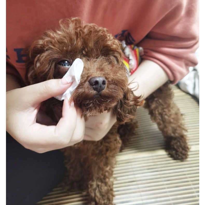 Khăn giấy lau mắt, lau tai cho thú cưng