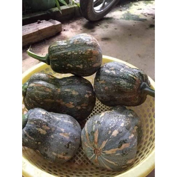 Hạt giống bí đỏ hồ lô Trang Nông TN6 gói 2g