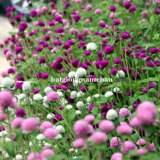 2 GRAM - HẠT GIỐNG CÚC NÚT ÁO MIX