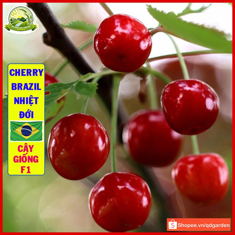 Cây cherry Brazil nhiệt đới (anh đào Brazil) cây con khỏe dễ sống trái thơm ngon ngọt giống nhập khẩu - QD33