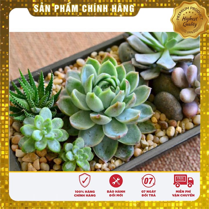 Hạt giống Hoa Sen đá 20 Hạt [Bán Sỉ]