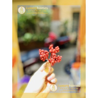 Chùm hạt tiêu | LU