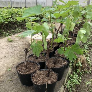 Cây nho hạ đen giống