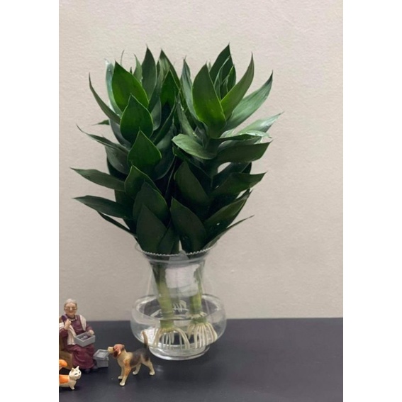 Cây phát tài búp sen  thủy sinh cao 30_40cm