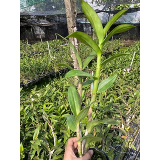 Đen rô màu đang nụ