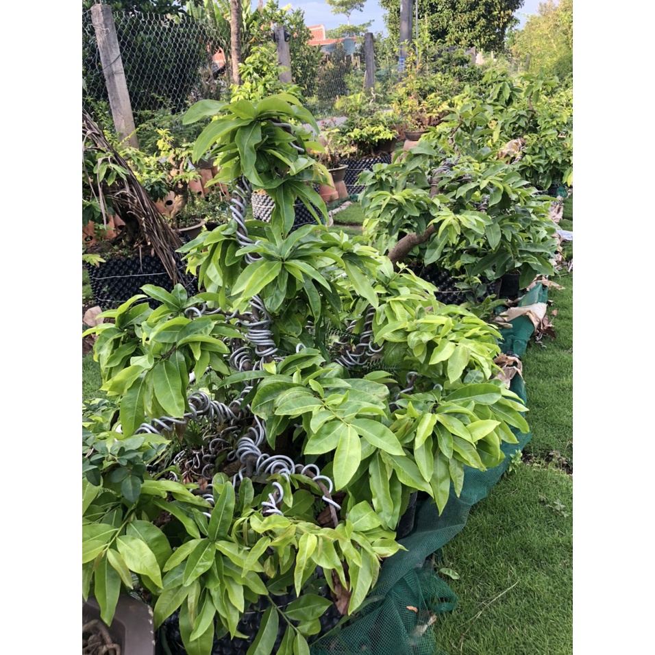 PHÂN BÓN CHO MAI VÀNG BUNG ĐỌT RA RỄ MAX ROOT CHAI 250ml, 500ML, 1L - BUNG TƯỢC MẠNH ĐẺ NHÁNH NHANH, XANH LÁ, DÀY LÁ