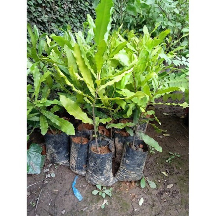 CÂY GIỐNG CÂY MACCA  SIZE NHỎ -CAM KẾT GIỐNG CHUẨN