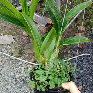 Denro nắng Banana cây tơ