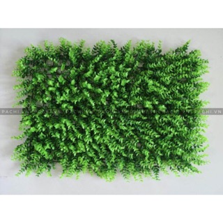 Cỏ treo tường tai chuột