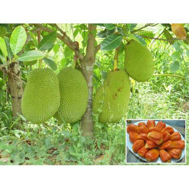 MÍT THÁI RUỘT ĐỎ INDO CÂY GHÉP CHO QUẢ SAU 16THANG TRỒNG