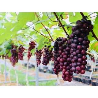 cây giống Nho Hạ Đen (Không Hạt - cây ghép)