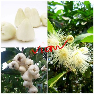 CÂY GIỐNG MẬN SỮA