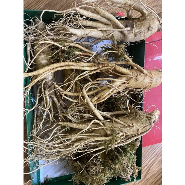 Nhân Sâm nguyên củ Hàn Quốc 1KG Loại to siêu phẩm 6 củ/Kg)