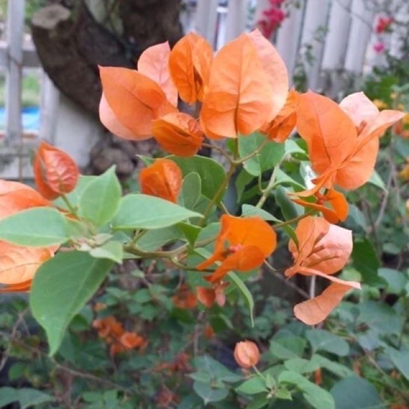 Cây giống bông hoa giấy