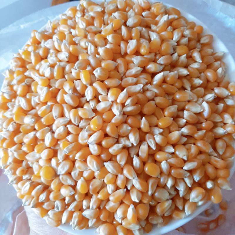 Bắp Mỹ làm bắp rang bơ  ( Set popcorn )