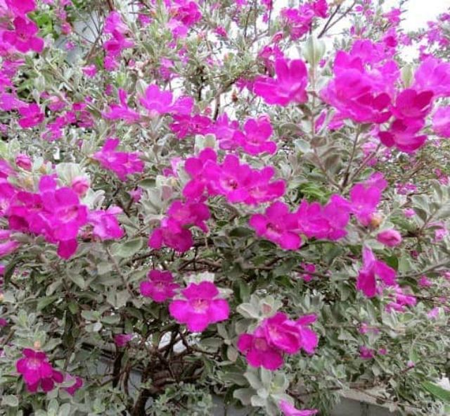 Cây Tuyết sơn phi hồng