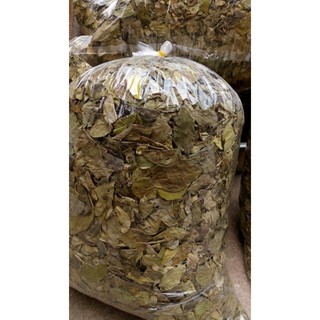 Bột lá găng Hải Phòng