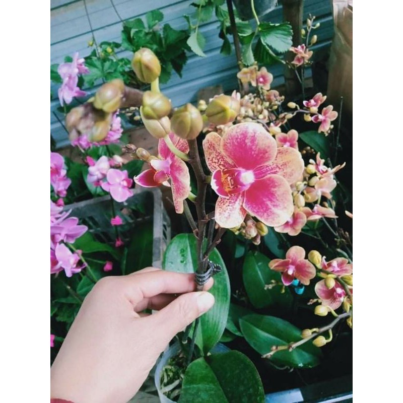lan hồ điệp sẵn 2 ngồng hoa