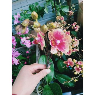 Lan hồ điệp sẵn 2 ngồng hoa