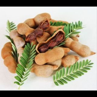 Cây giống Me Thái