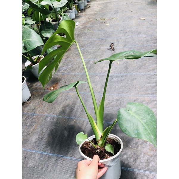 Trầu bà lá xẻ Nam Mỹ- MONSTERA- Quái vật rừng xanh
